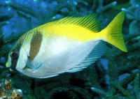 Siganus virgatus Amfacantio colocado