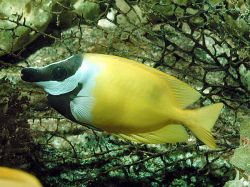 Siganus vulpinus Pez rano o de pescado