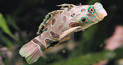 Synchiropus picturatus Mandarín acostado