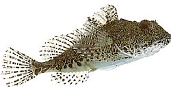 Taurulus bubalis (Chabot)