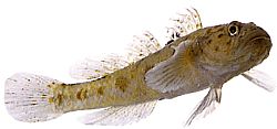 Thorogobius ephippiatus (Leopardo gobie)