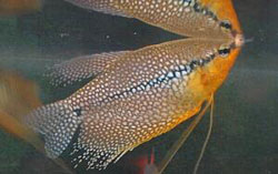 Trichogaster leeri (Gourami mosaico)