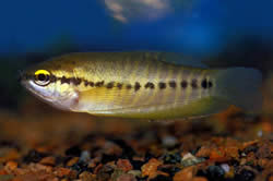 Trichogaster pectoralis (Gourami de piel de serpiente)