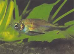 Triportheus rotundatus (Ballesta redonda tetra)