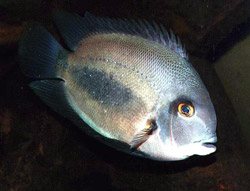 Uaru amphiacanthoides Uaru