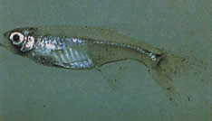 Xenurobrycon macropus (Brycon en Gros-yeux)