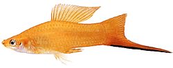 Xiphophorus helleri Titular de la escuela (xipho)