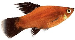 Xiphophorus maculatus (Plathy)