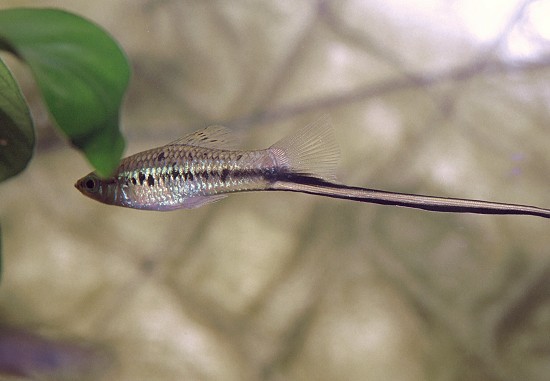 Xiphophorus montezumae Soporte de espada de Montezuma