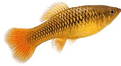 Xiphophorus variatus Loro